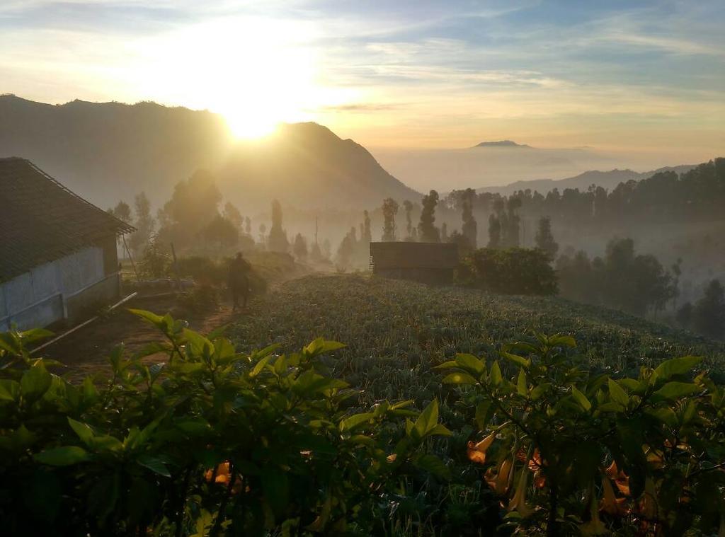 Bromo Otix Guest House Exterior foto